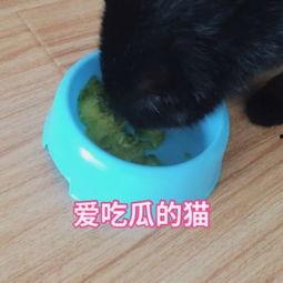 娱乐吃瓜猫咪视频